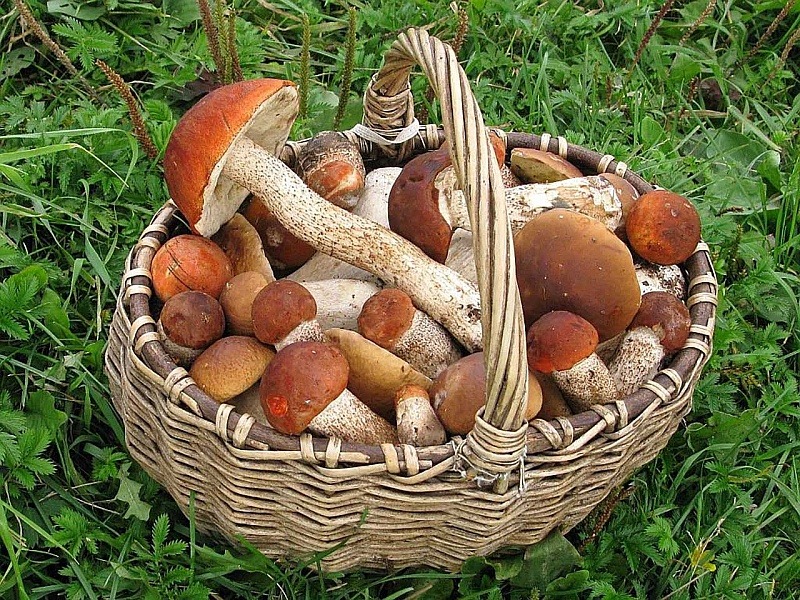 Ці гриби ви дарма не збираєте. 5 видів відмінних їстівних грибів для кошика грибника